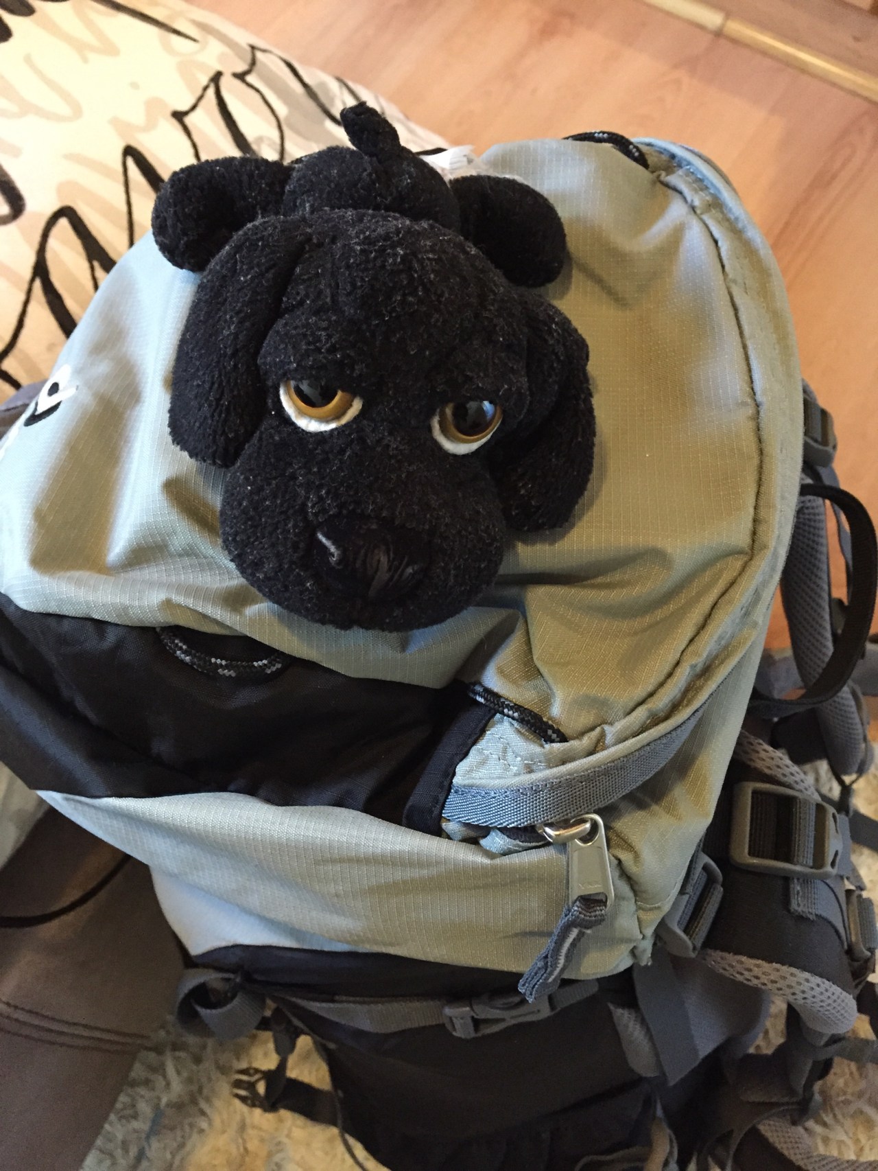 Black Dawg on a&nbsp;bus