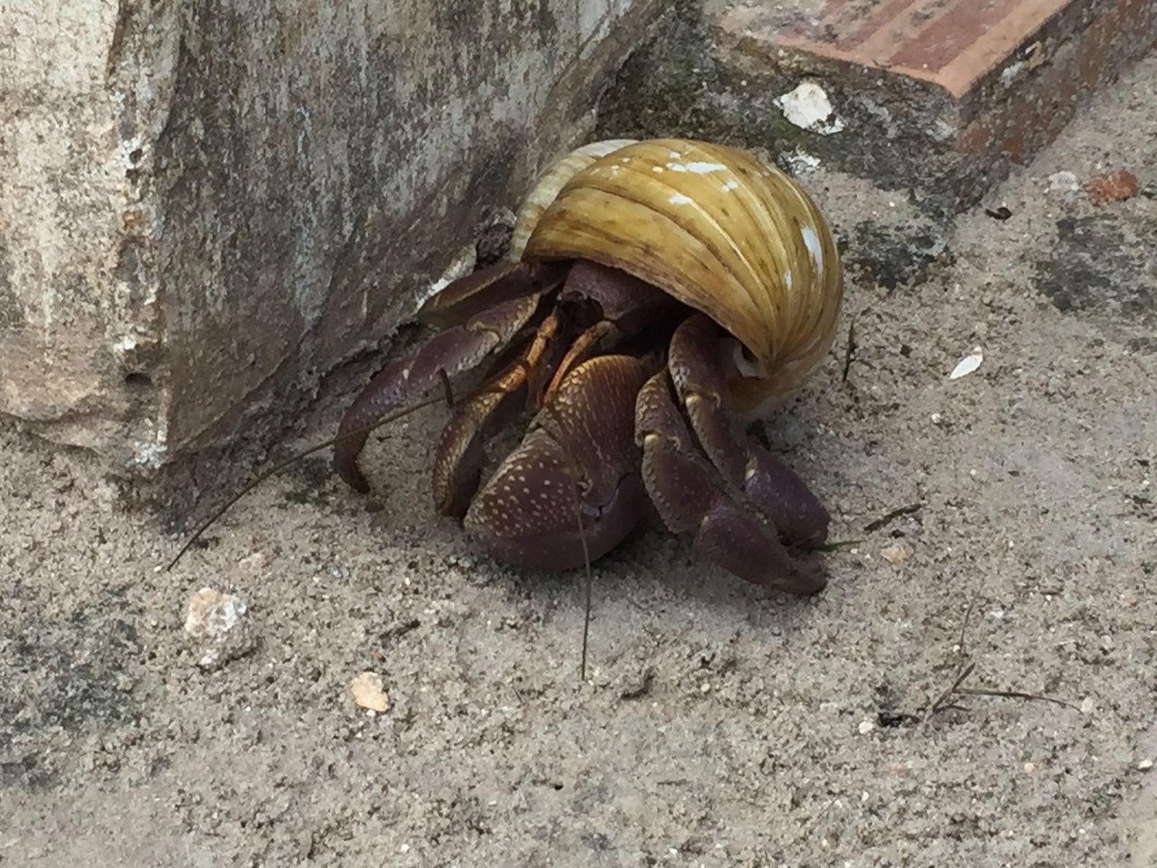 Coming out of your&nbsp;shell