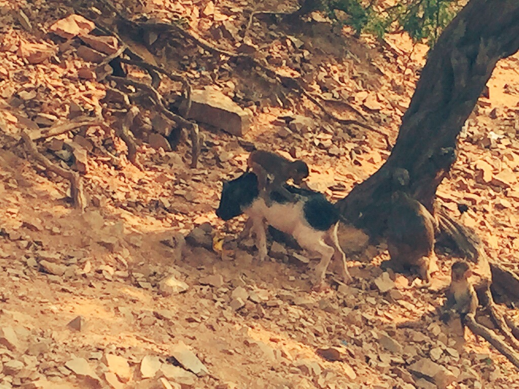 Monkey business and a piggy back&nbsp;ride