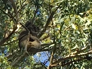 Lazy son of a gun koala bear