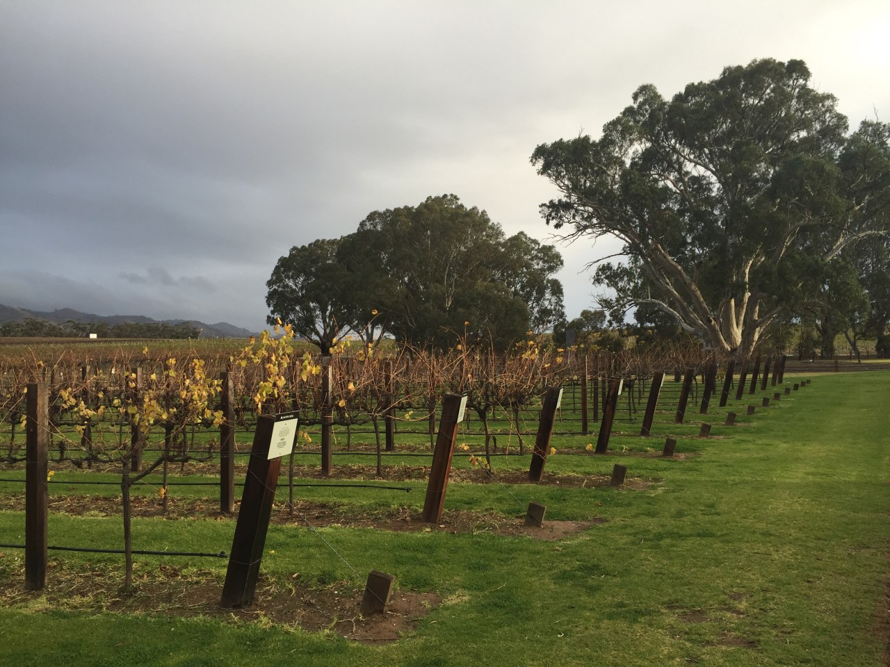 Wine tours from Mclaren Vale to Barossa Region